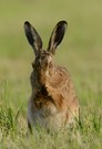 Feldhase (Lepus europaeus)