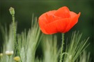 Mohn 4