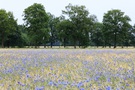 Getreidefeld mit Kornblumen