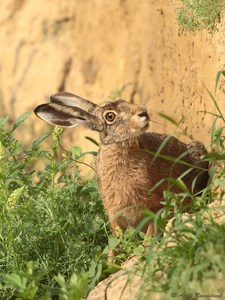 Der Feldhase (Lepus europaeus)...