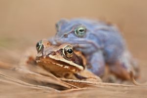 Die blaue Last!