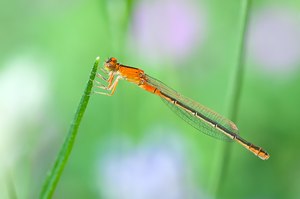 ~ Kleines junges Pech ~