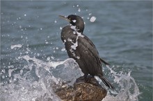 kormoran beim duschen...