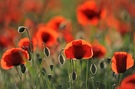 - Mohn-Light -
