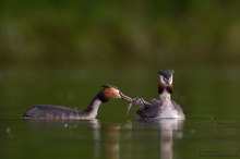 Nach der Feder gibt es Fisch