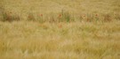 Ein schmaler Streifen wilde Natur