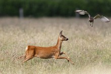 Brachvogelangriff auf ein Reh