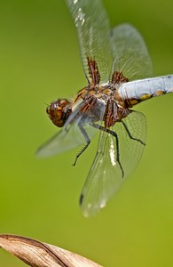 Erinnert an "DIe tollkühnen Männern in ihren fliegenden Kisten"...