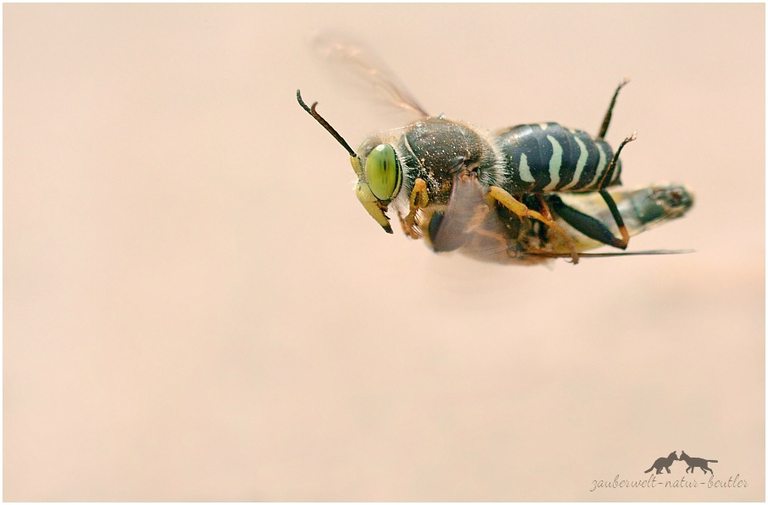 Beuteflug