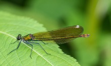 Gebänderte Prachtlibelle (Calopteryx splendens)