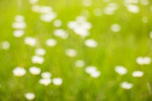 white flowers