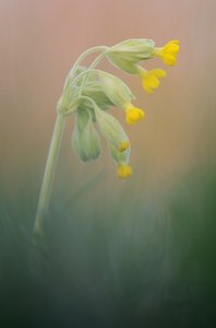 Schlüsselblume