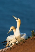 Basstölpel in der Morgensonne