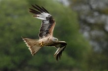 Redkite