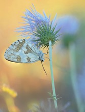 Schachbrettfalter an Distel