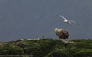 Seeadler