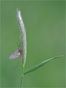 Eintagsfliege (Ephemeroptera)