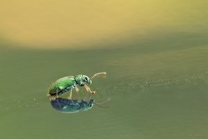 Das große Krabbeln auf dem Weg nach oben...