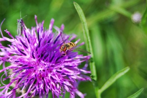 Lecker Biene an Diestelblüte