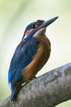 Alcedo atthis