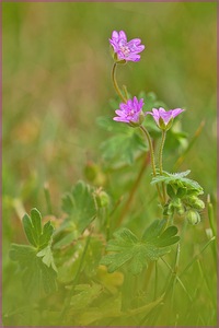 Weicher Storchschnabel/Geranium molle