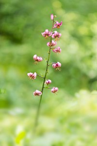 Lillium martagon
