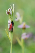 Thymian-Widderchen an Bienen-Ragwurz