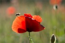 Mohn mit