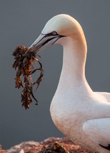 Nestbau im letzten Licht