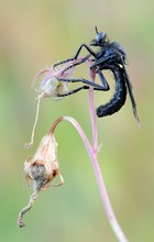 Schwarze Habichtfliege