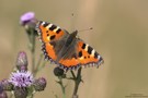 Kleiner Fuchs (Aglais urticae)....