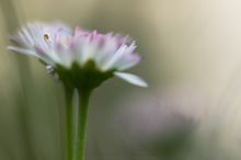 Bellis - Abendgesellschaft