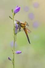 In der Glockenblumenwiese