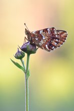 Hochmoor-Perlmuttfalter (Boloria aquilonaris)