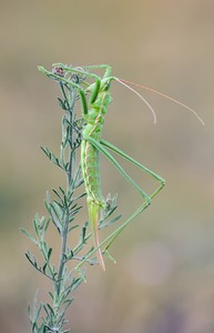 Ein Traum wurde wahr.
