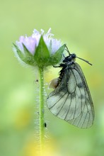 Schwarzer Apollo, Weibchen