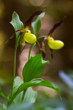 ~Cypripedium calceolus~