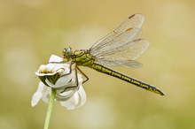 Westliche Keiljungfer