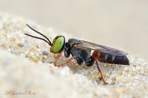 Tachysphex panzeri (male)