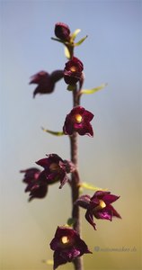 epipactis atrorubens; Rotbraune Stendelwurz