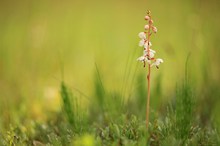 Pyrola rotundifolia