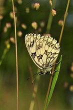 Melanargia galathea