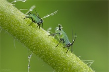 Kleine grüne Männchen