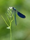 gebänderte Prachtlibelle