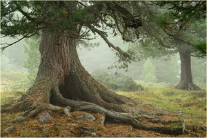 Zirbe im Nebel