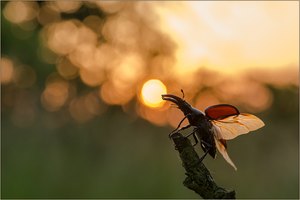 ~ Abflug in die Nacht ~