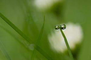 Bellis mit Grasbuchstaben