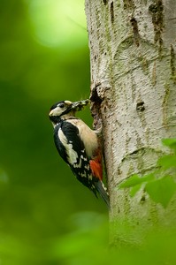 Buntspecht Männchen bei der Fütterung