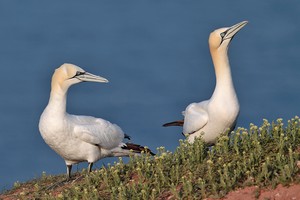 Doppelportrait