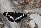 Kleiner Eisvogel